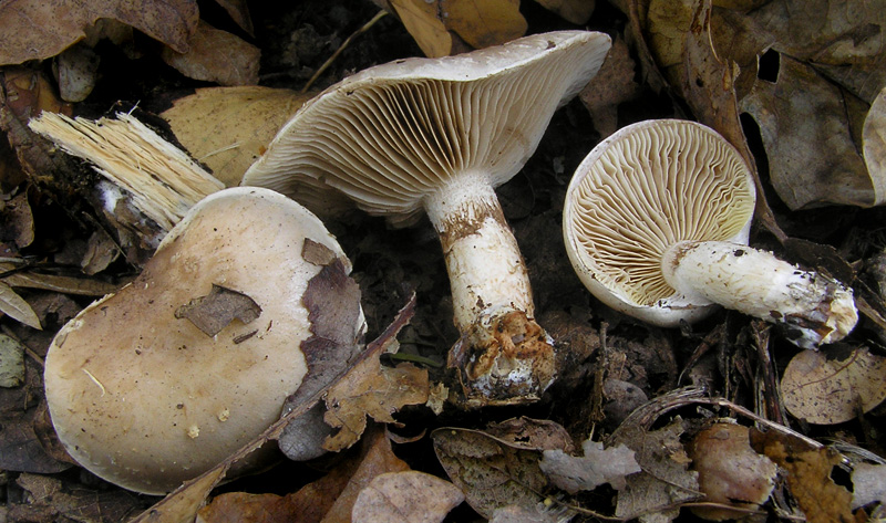 Pholiota lenta